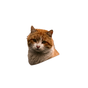 A Close Up Photo Of A White And Orange Cat Sitting On A Pavement Next To A Railing, Showcasing Its Cute And Furry Appearance. 19527 - Cat PNG image with transparent background